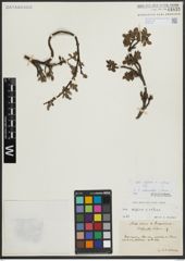 Foto von Salix alpina Scop. x Salix retusa L.
